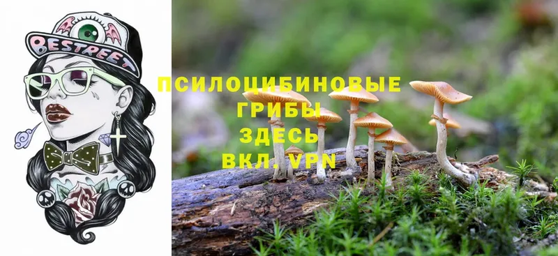 Псилоцибиновые грибы Psilocybine cubensis  закладка  Ялуторовск 